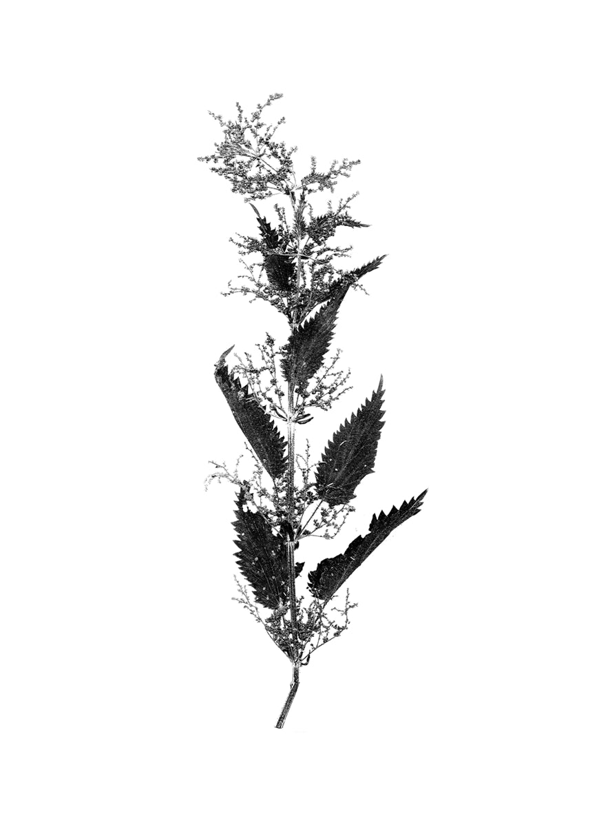 Black and white illustration of a nettle plant with leaves on a white background featured on a luxurious designer organic dress which is sustainable and zero waste