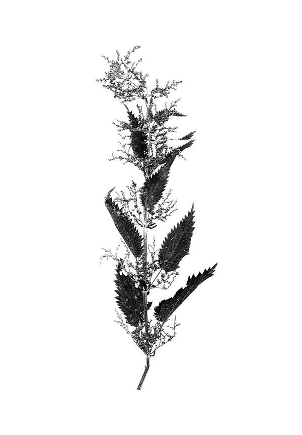 Conscious design nettle print dress inspired by nature and love of slow fashion